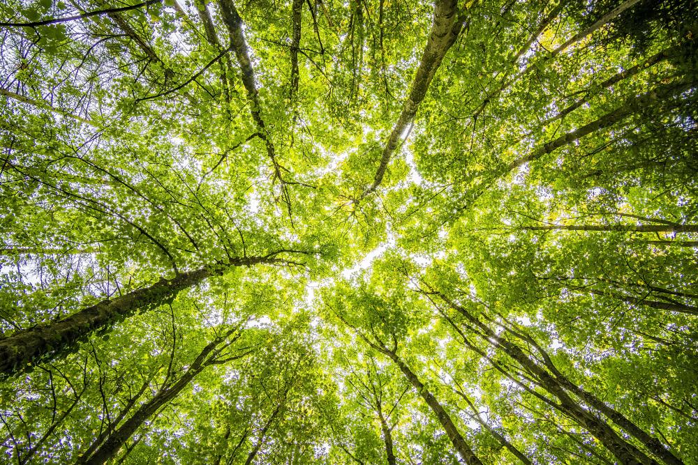 green_climate_nature_biodiversity_forest
