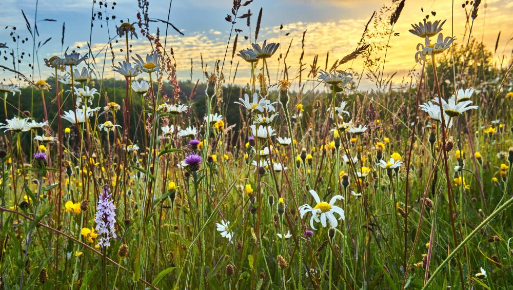 wildflowers